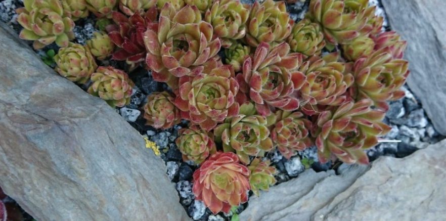 Leuchtender Tod bei Hauswurz: Warum Rosetten plötzlich leuchten und sterben