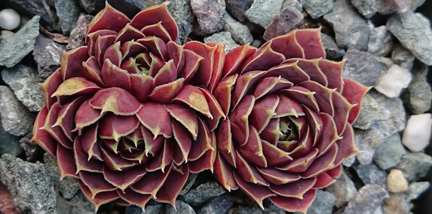 Sempervivum Substrat: Vulkatec vs. Kleeschulte – meine Erfahrung