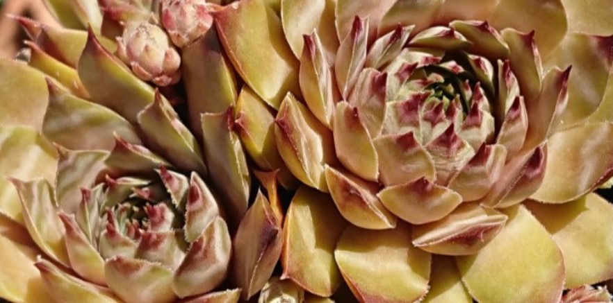Schwarze Seife bei Sempervivum