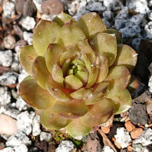 Honeyfire