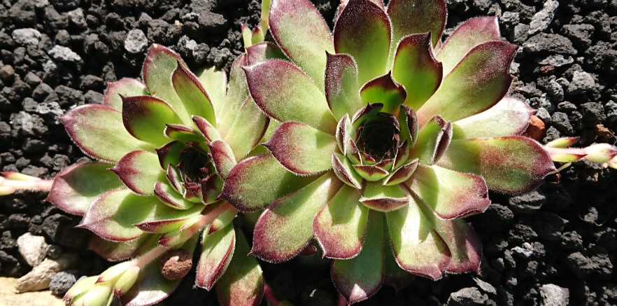 Ameisen auf Sempervivum? Ursache und natürliche Bekämpfung von Blattläusen