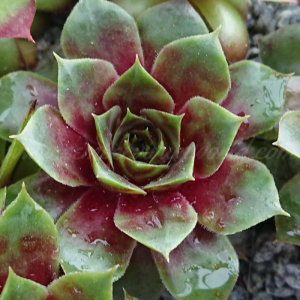 Zelina Argus