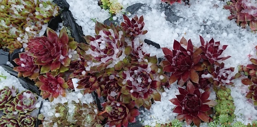 Hagelschäden Sempervivum & Jovibarba: Was tun nach dem Hagel?