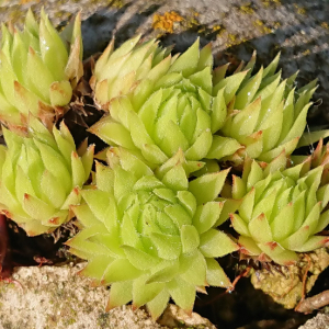 globiferum ssp. allionii from Col de la Cayolle