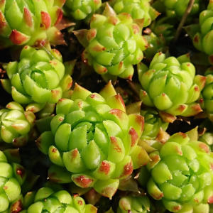 globiferum ssp. hirtum from Sulovske
