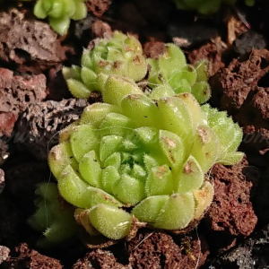 S. pumilum from Verkhnyaya Balkariya 17.06.2026