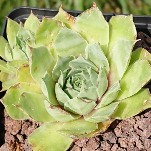 tectorum var. tectorum (decoloratum) from Culoz