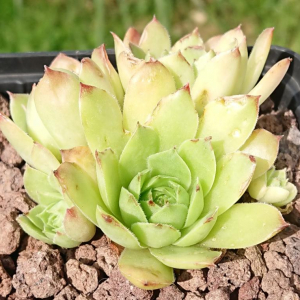 tectorum