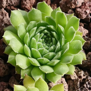 iranicum from Siyah Bisheh