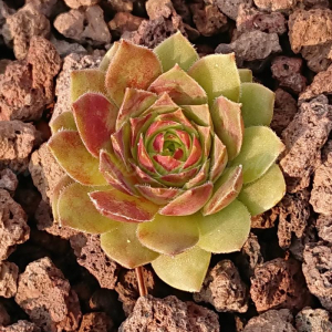 Copper Rockoon