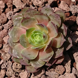 Purple Rockoon