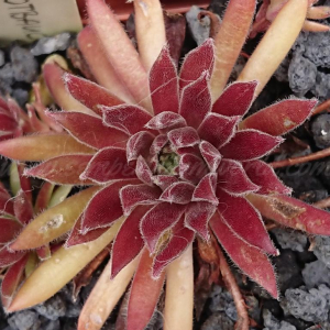 Rotbauchunke