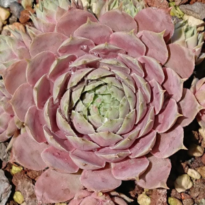 Arktis