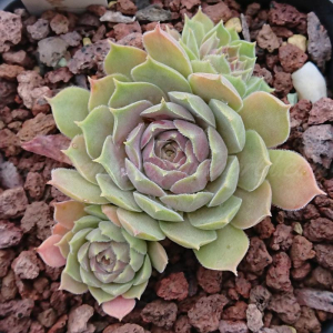 marmoreum ssp. reginae-amaliae (degenianum) 13.09.2026