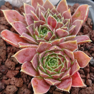 Mont Rose